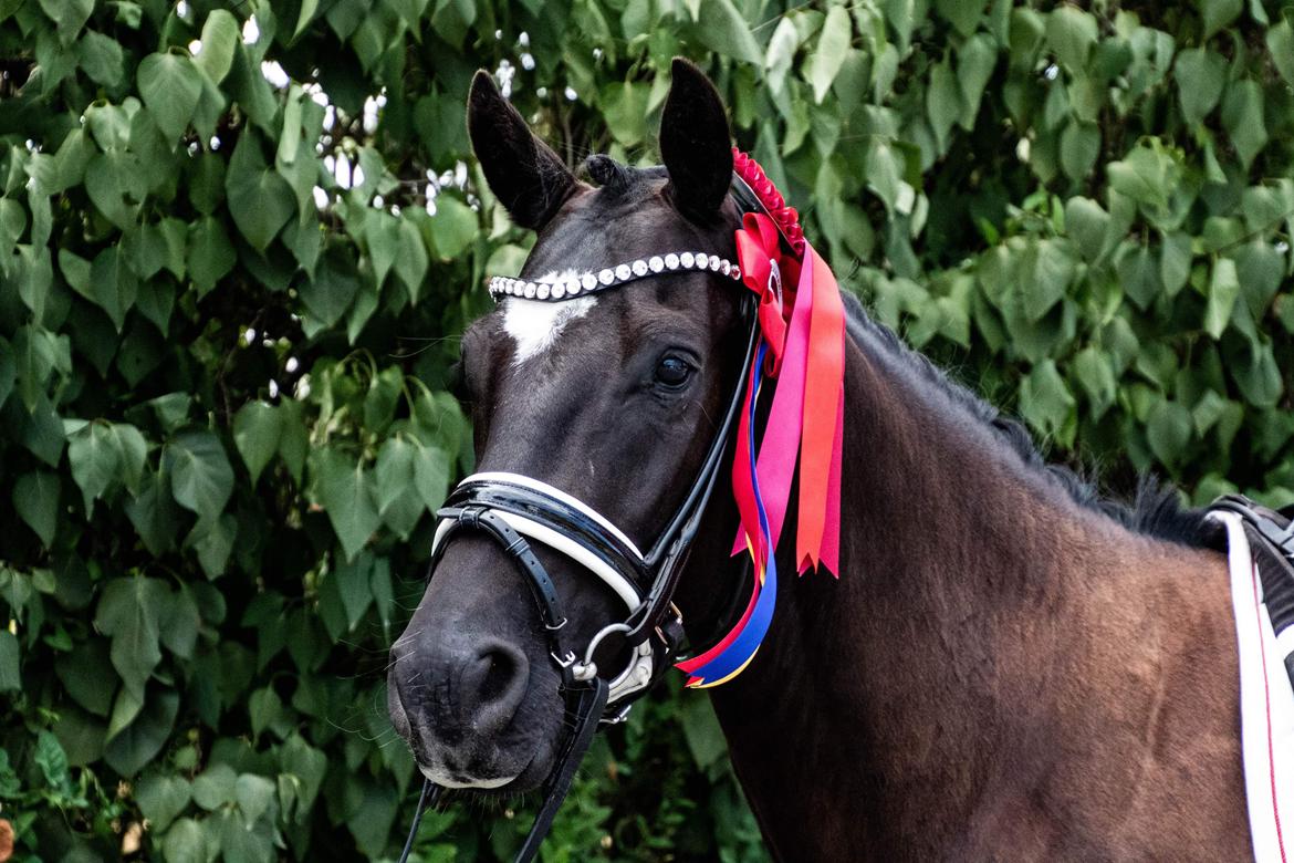 DSP Brilliant-Lau billede 19