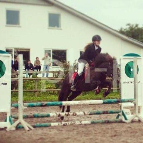 Islænder Gæfa fra Hejelte  billede 4