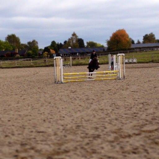 Islænder Gæfa fra Hejelte  billede 5