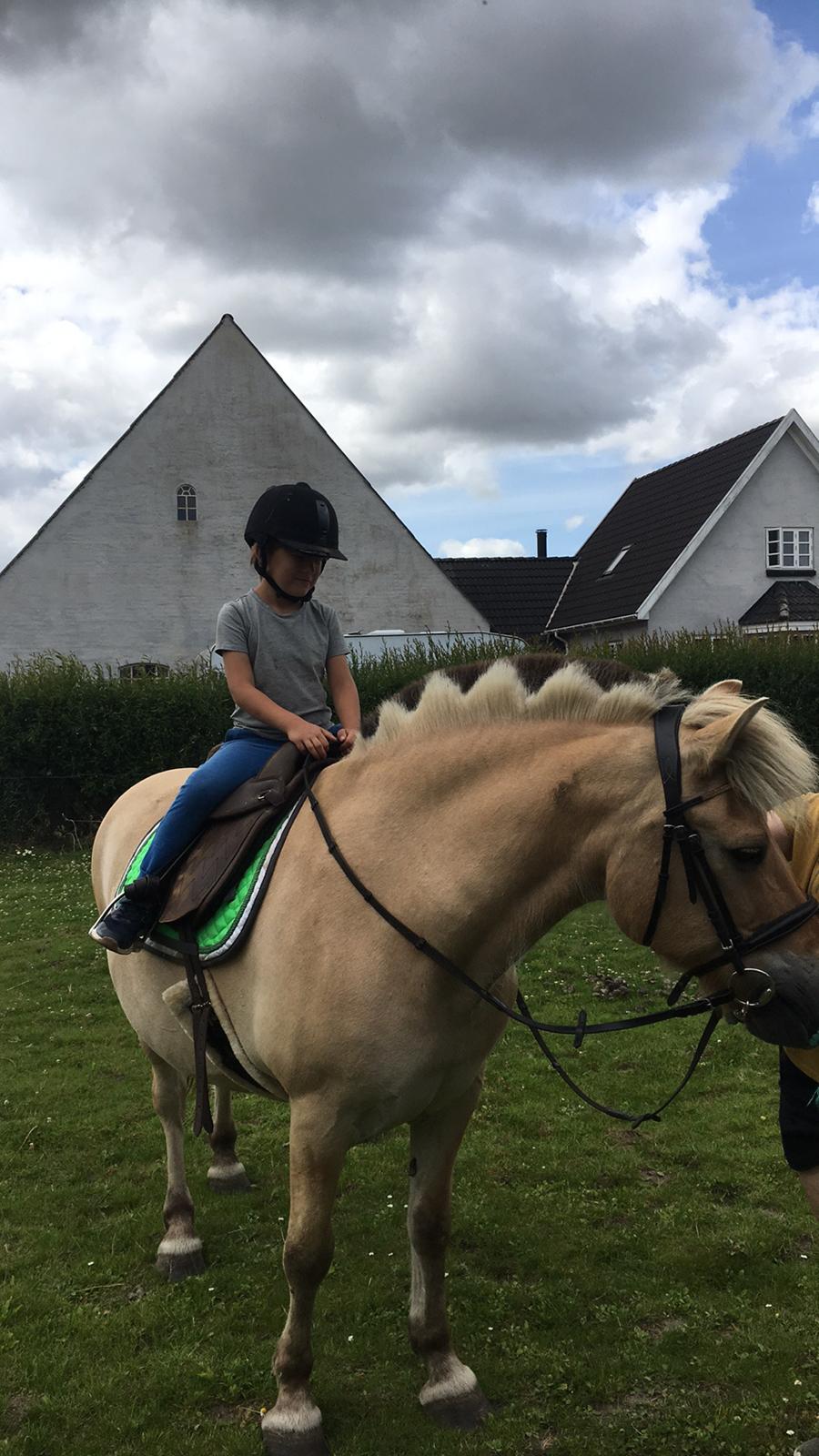 Fjordhest Justin/Nuller billede 6