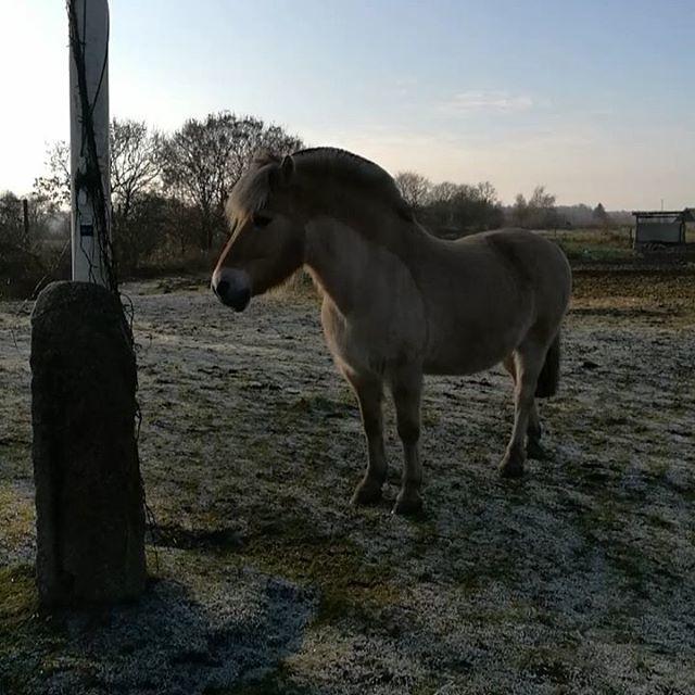 Fjordhest Justin/Nuller billede 10