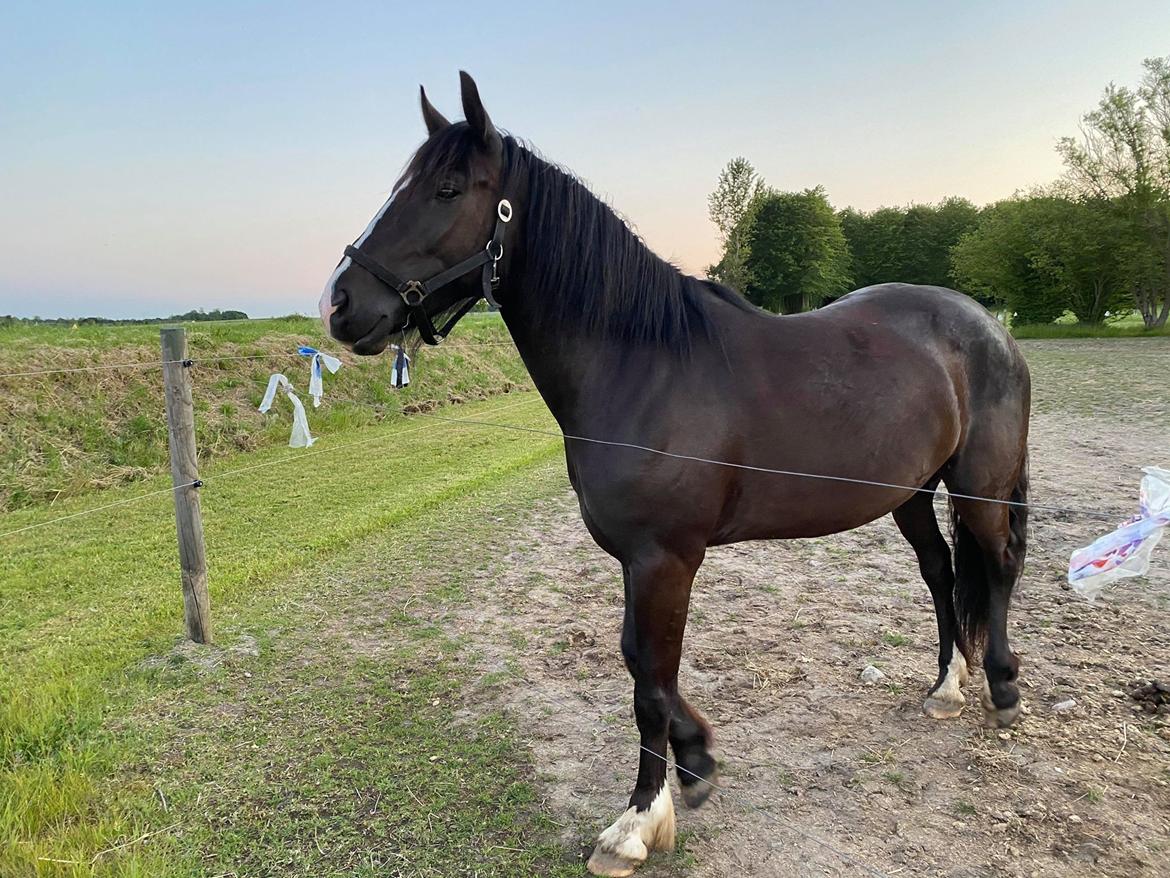 Anden særlig race Victor (DV/Tinker) billede 4