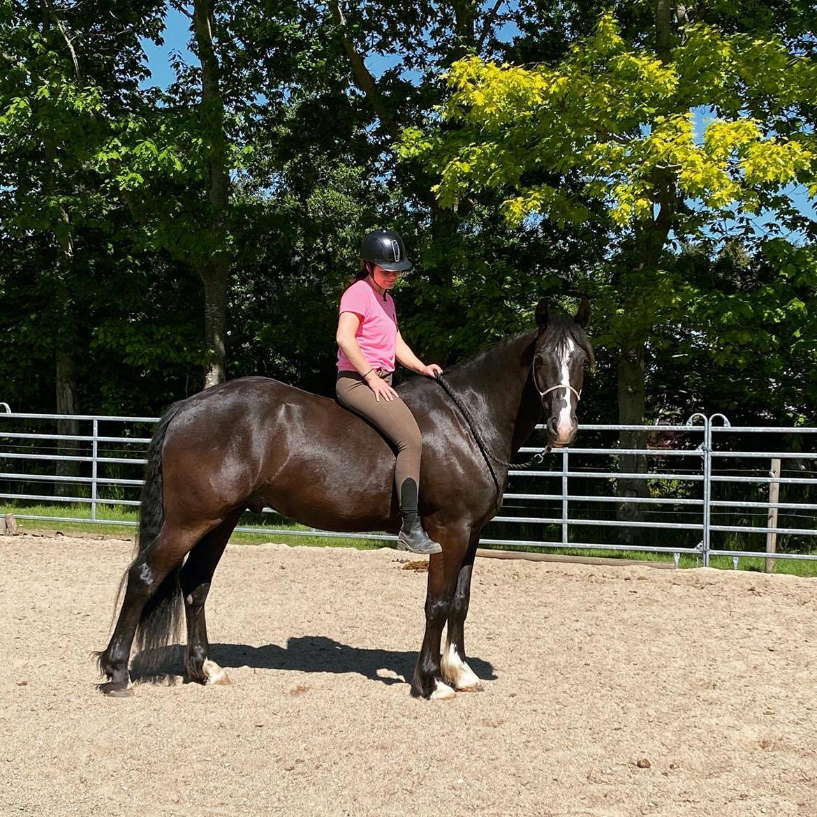 Anden særlig race Victor (DV/Tinker) billede 1
