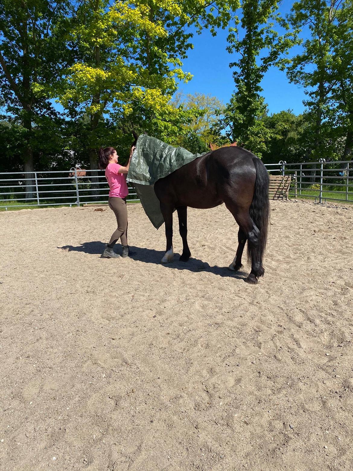 Anden særlig race Victor (DV/Tinker) billede 5
