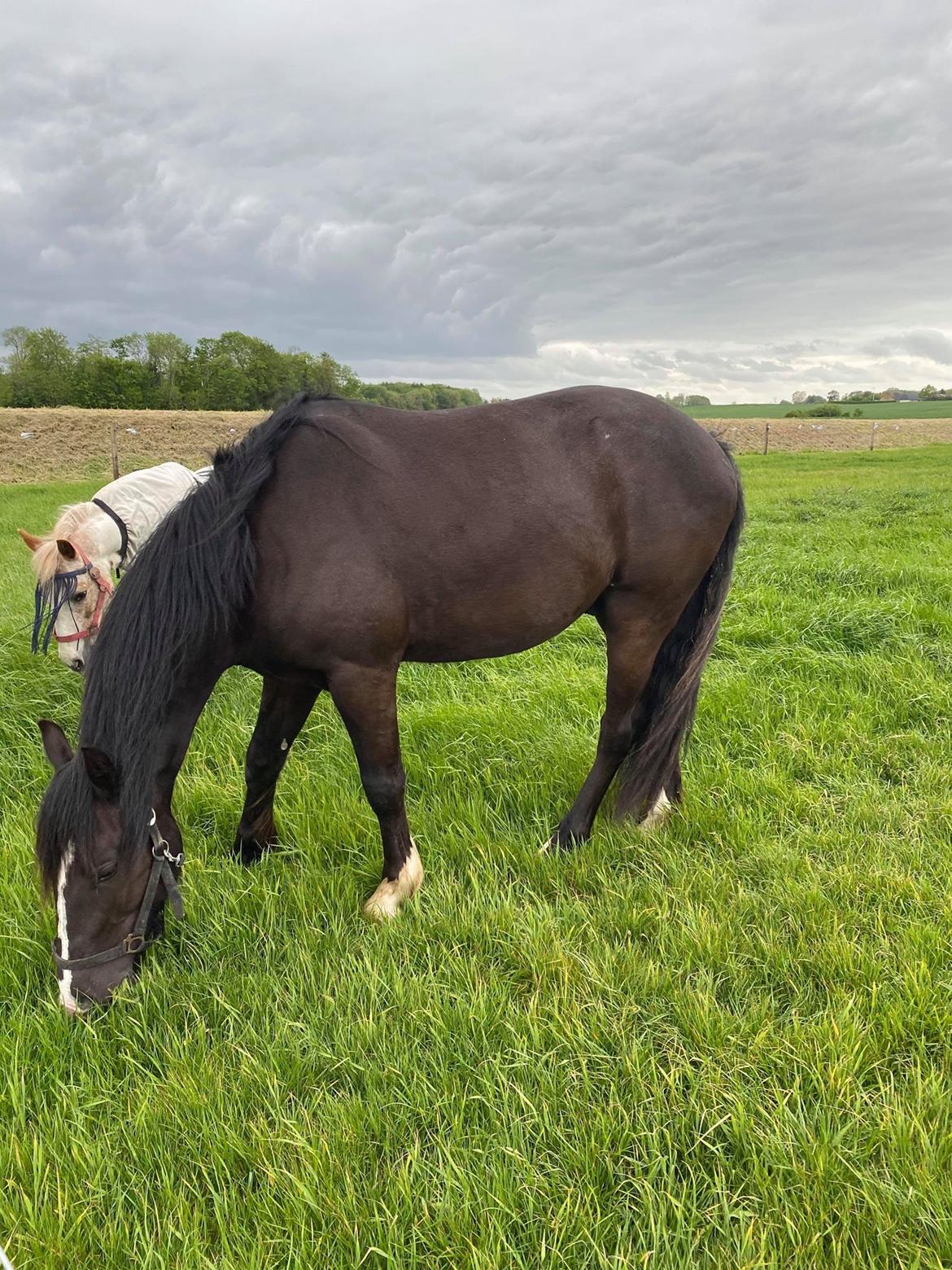 Anden særlig race Victor (DV/Tinker) billede 7