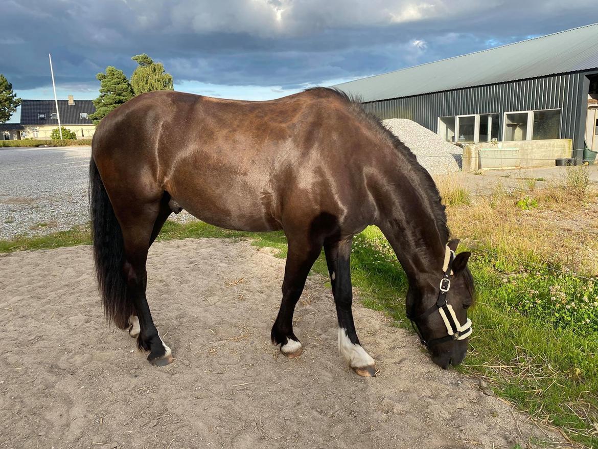 Anden særlig race Victor (DV/Tinker) billede 3