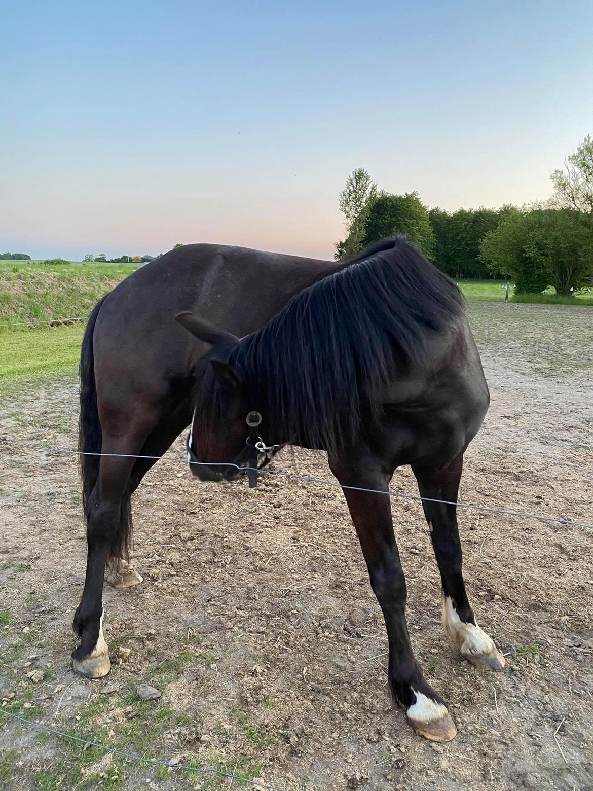 Anden særlig race Victor (DV/Tinker) billede 8