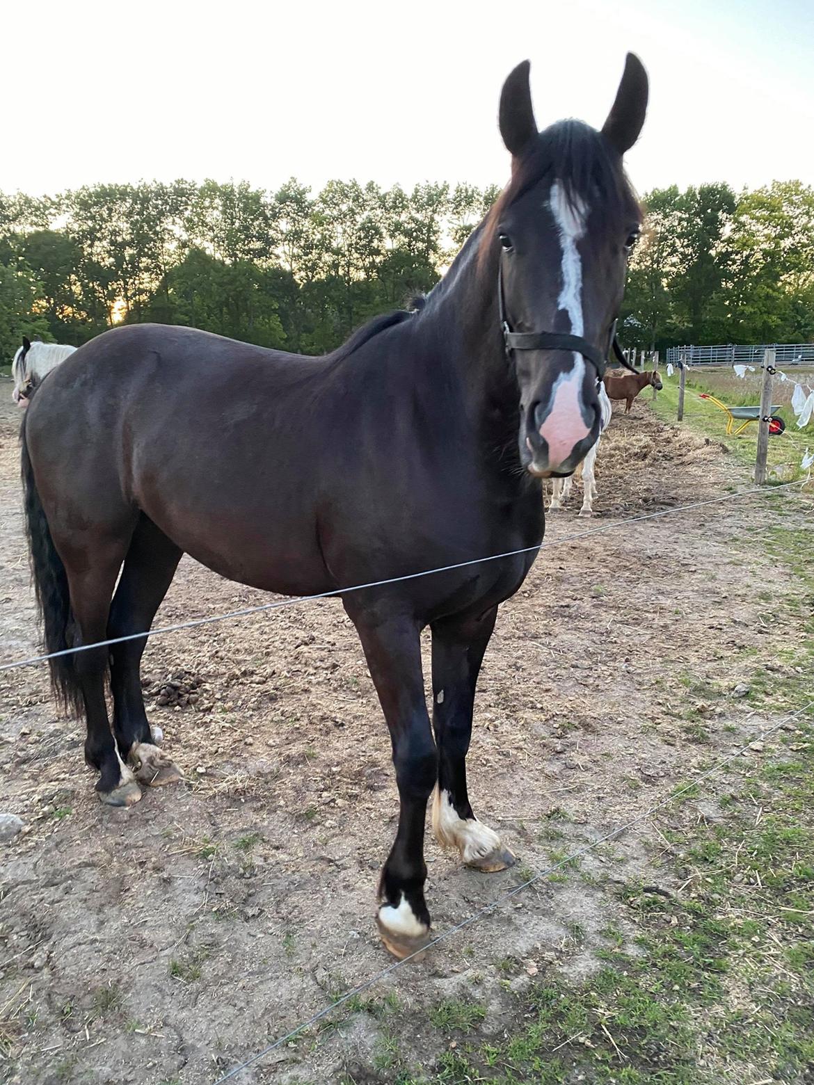 Anden særlig race Victor (DV/Tinker) billede 2