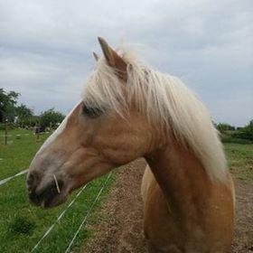 Haflinger Højvangs Cheri billede 8