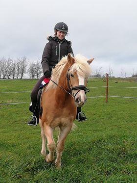 Haflinger Højvangs Cheri billede 7