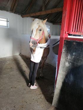 Haflinger Højvangs Cheri billede 15