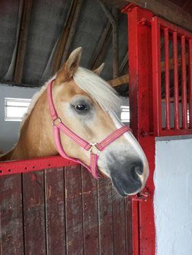 Haflinger Højvangs Cheri billede 10