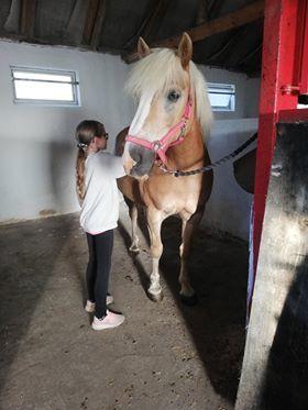 Haflinger Højvangs Cheri billede 12
