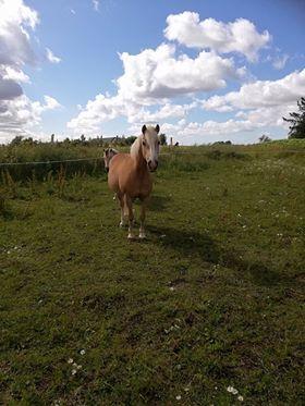 Haflinger Højvangs Cheri billede 11