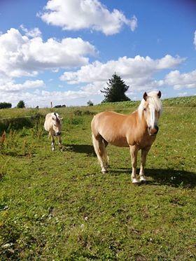 Haflinger Højvangs Cheri billede 13