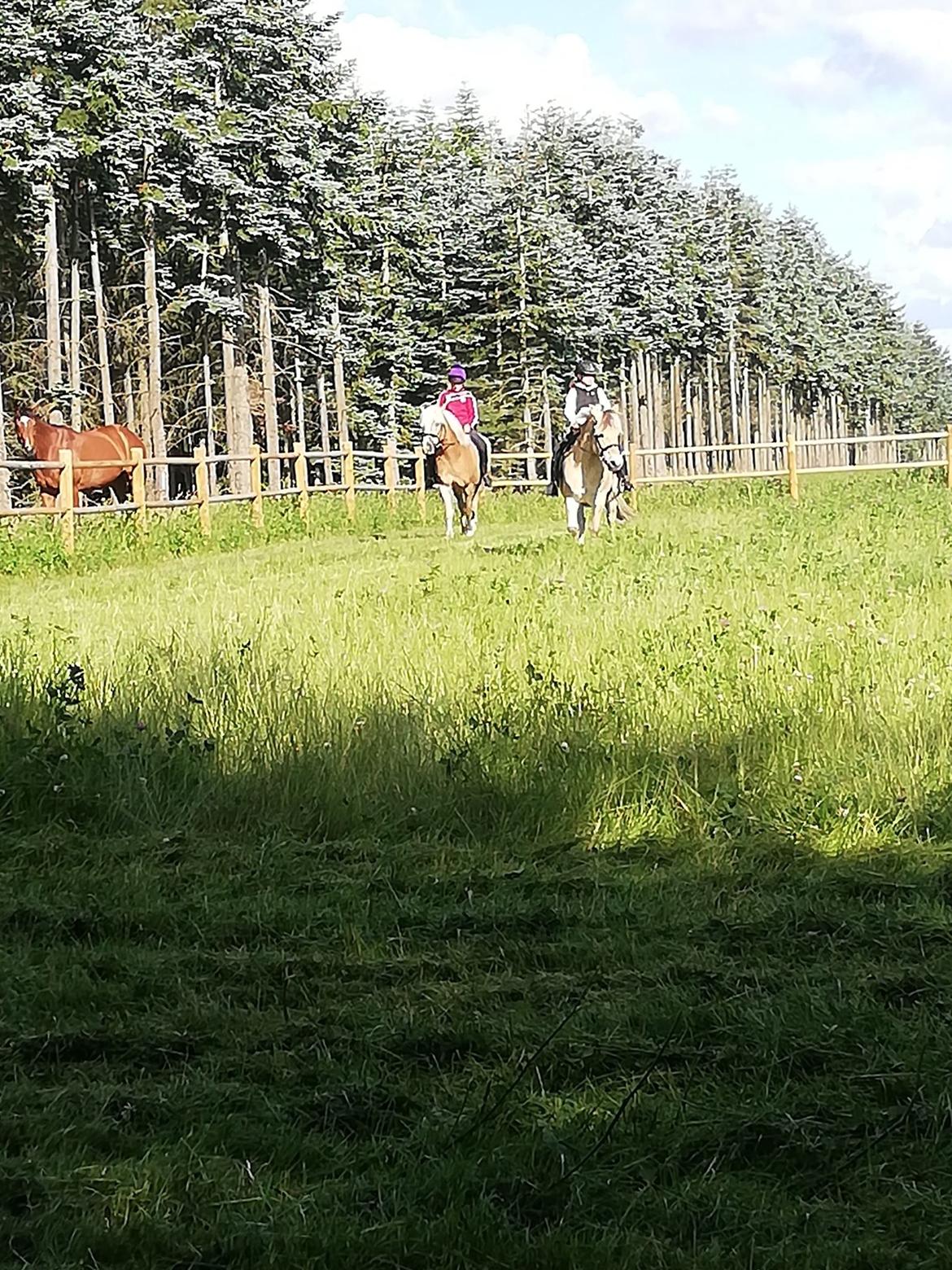 Haflinger Højvangs Cheri billede 9