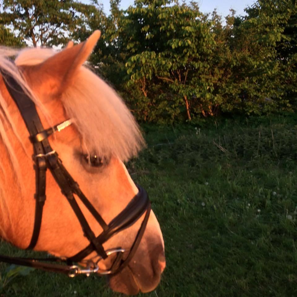Haflinger Højvangs Cheri billede 1