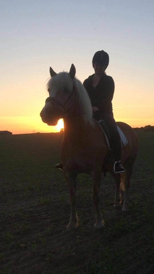 Haflinger Højvangs Cheri billede 4