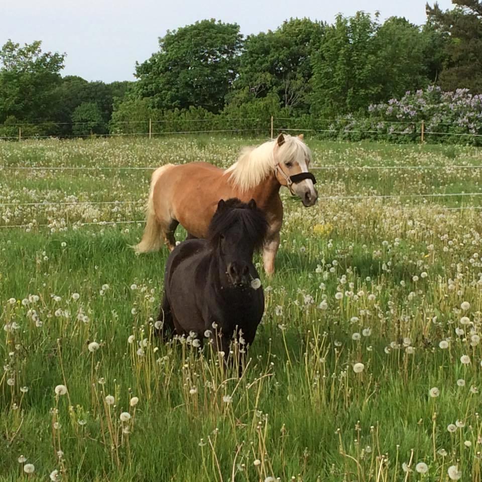 Haflinger Højvangs Cheri billede 3