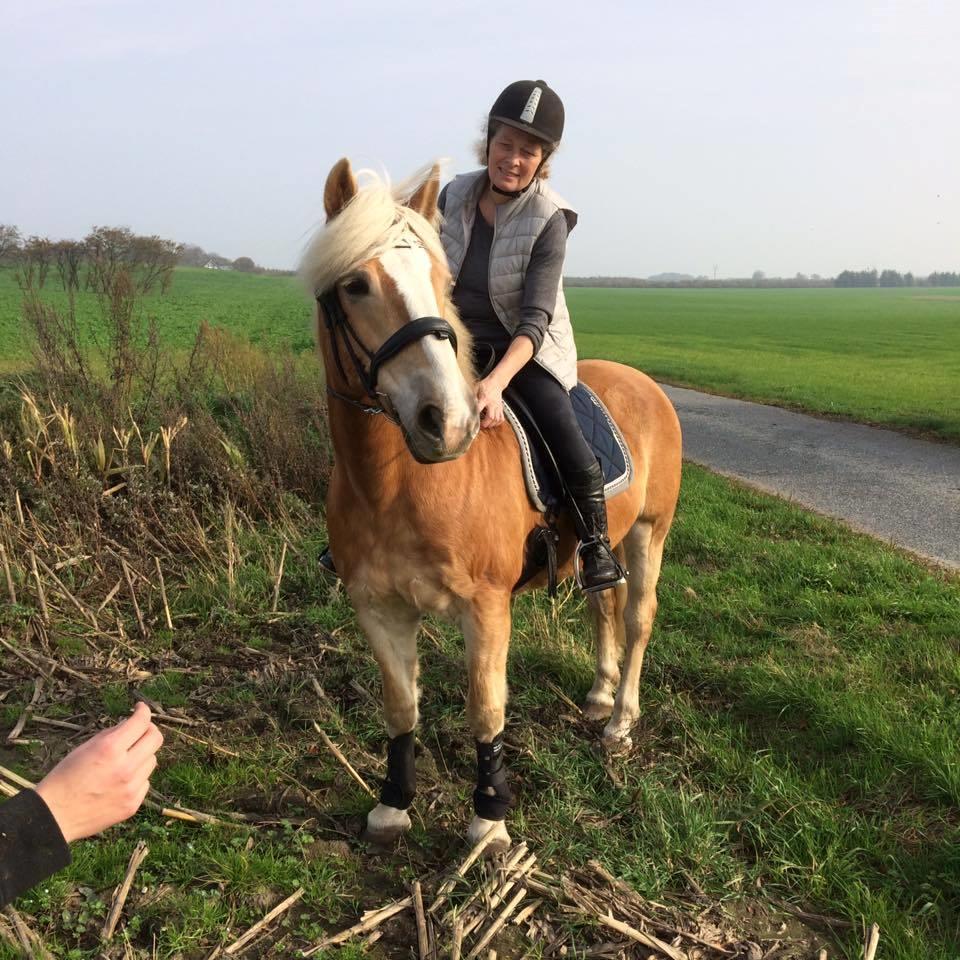 Haflinger Højvangs Cheri billede 14