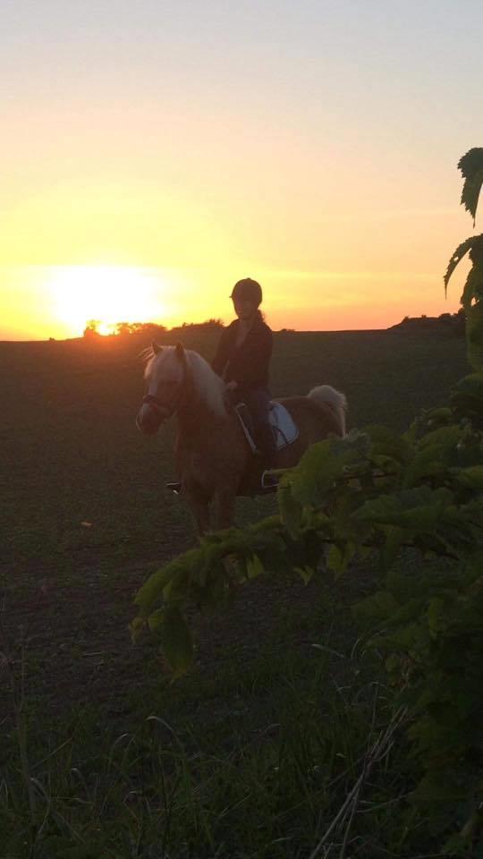 Haflinger Højvangs Cheri billede 6