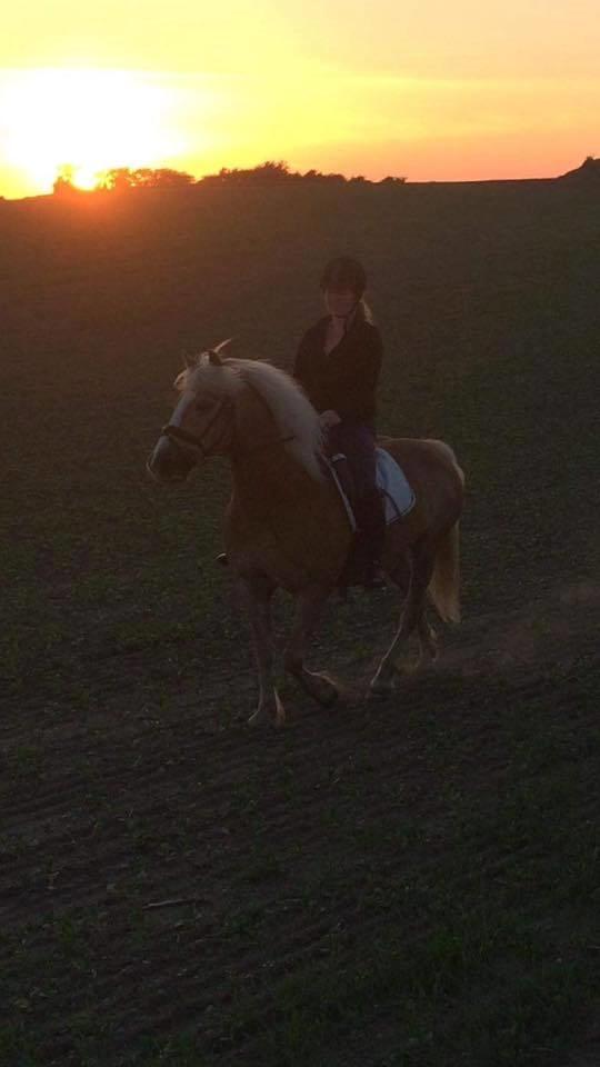 Haflinger Højvangs Cheri billede 5