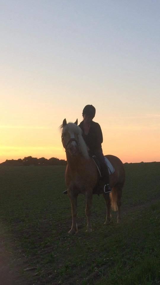 Haflinger Højvangs Cheri billede 2