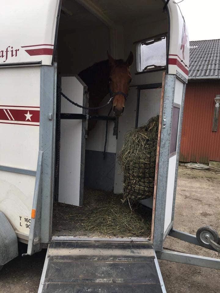 Dansk Varmblod Lohmann's zalina billede 17