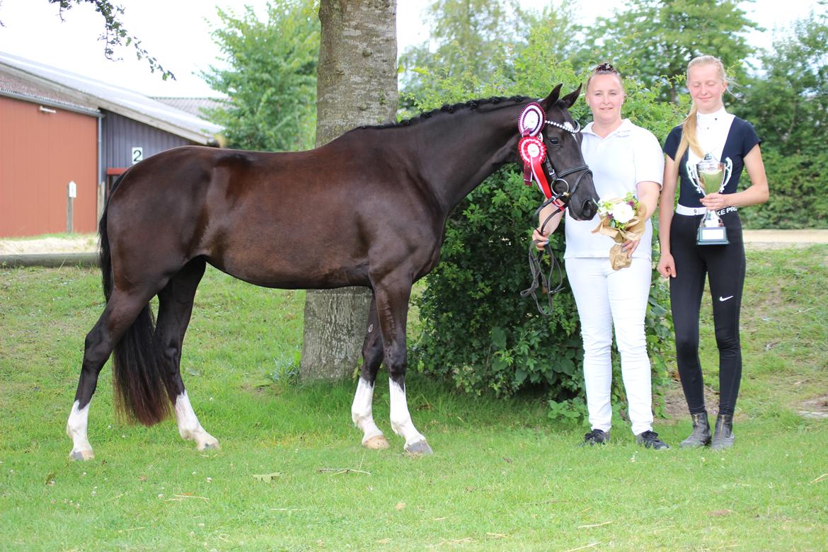 Welsh Partbred (Sec F) Struntze´s Good Point BRSDH 836 billede 1