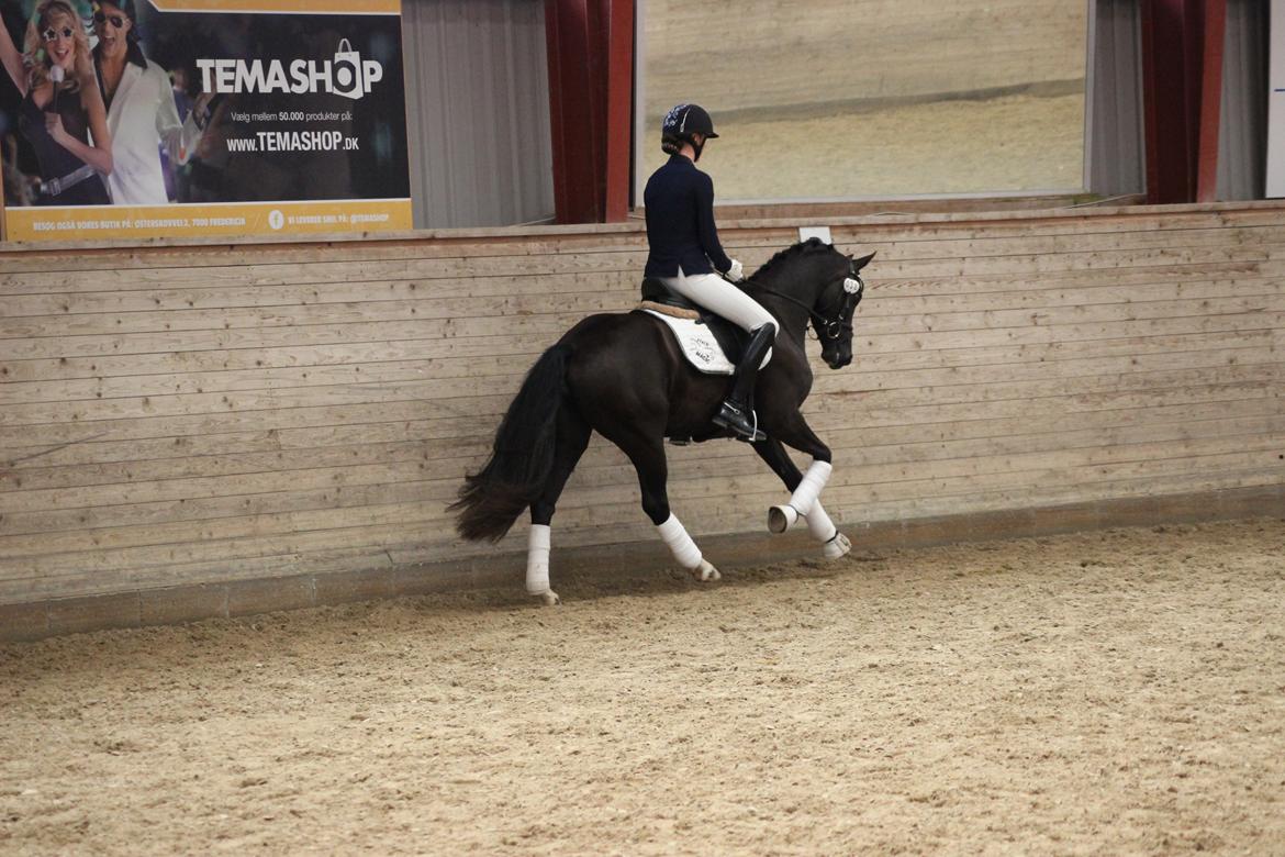 Welsh Partbred (Sec F) Struntze´s Good Point BRSDH 836 billede 6