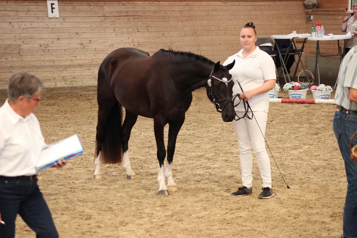 Welsh Partbred (Sec F) Struntze´s Good Point BRSDH 836 billede 5