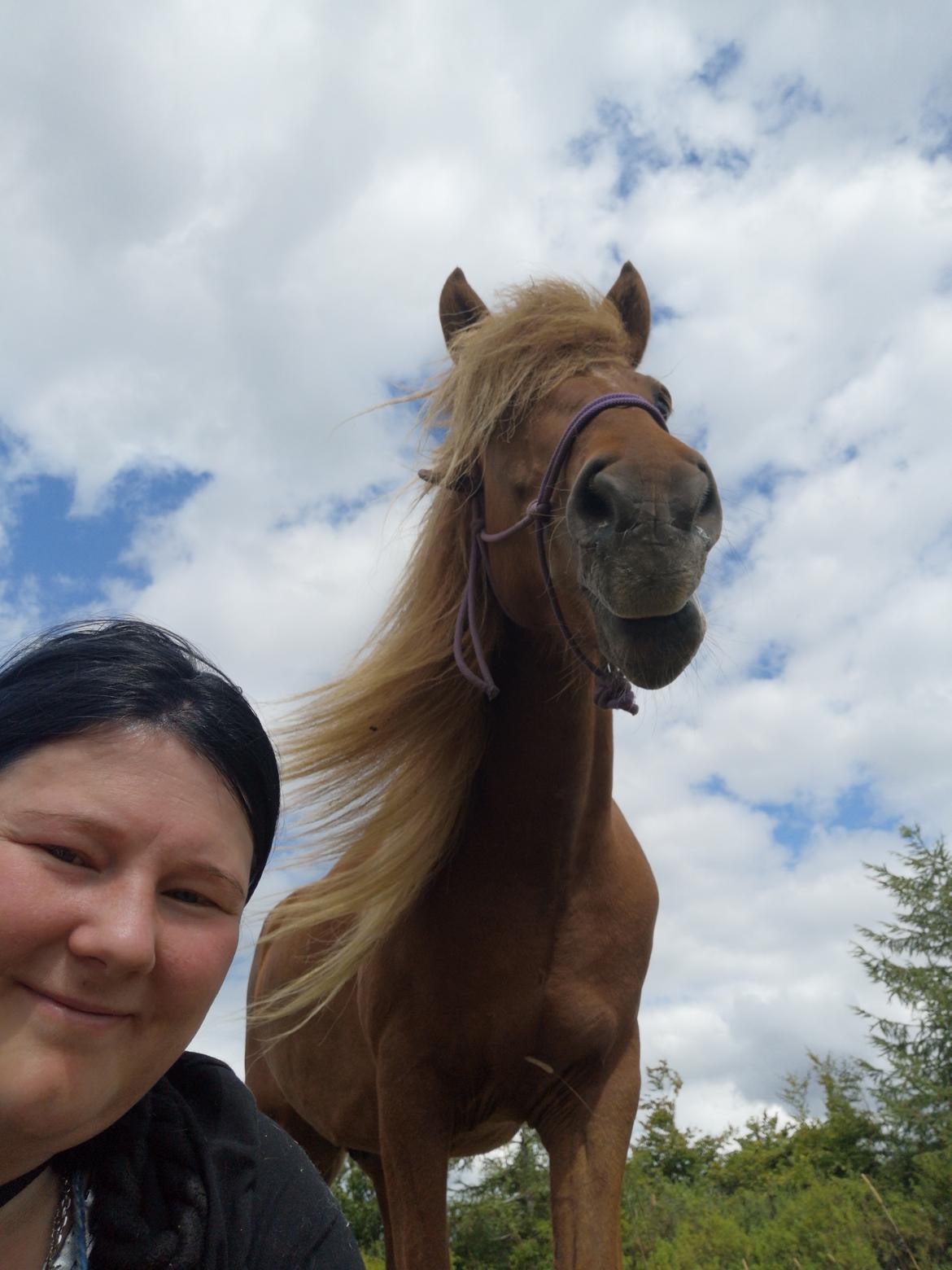 Islænder Náttsól Ninja Nyx billede 30