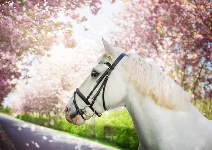 Anden særlig race Irish Patch  *I.P* [Himmel hest] - Kan man spise de der blomster? billede 1