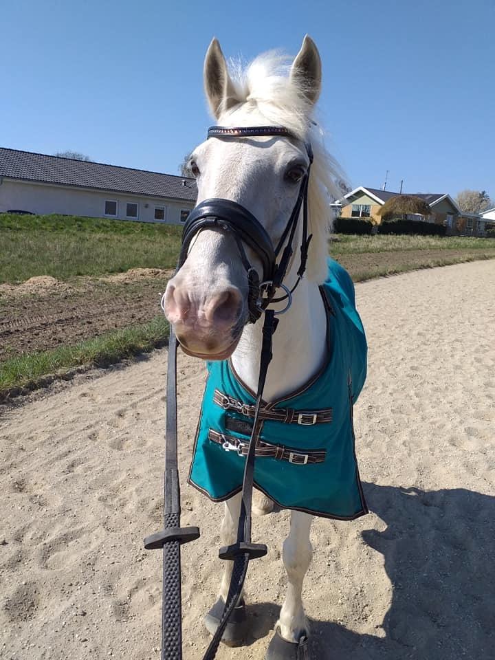 Anden særlig race Irish Patch  *I.P* [Himmel hest] - Er det mad jeg har spottet i horisonten? billede 2