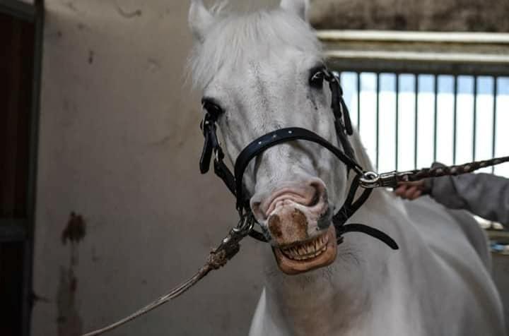 Anden særlig race Irish Patch  *I.P* [Himmel hest] - Derp face billede 5