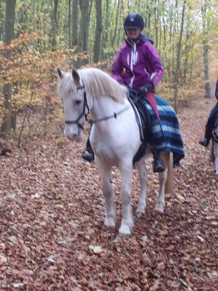 Anden særlig race Irish Patch  *I.P* [Himmel hest] billede 11