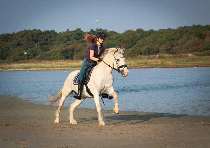 Anden særlig race Irish Patch  *I.P* [Himmel hest] - IAMSEABISCUIT billede 4