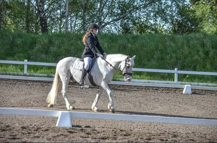 Anden særlig race Irish Patch  *I.P* [Himmel hest] - #ZBphotography billede 12