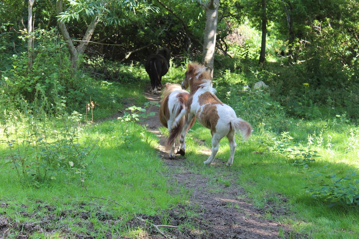 Shetlænder Indian Princess (Indi) - 9-8-2020 billede 4