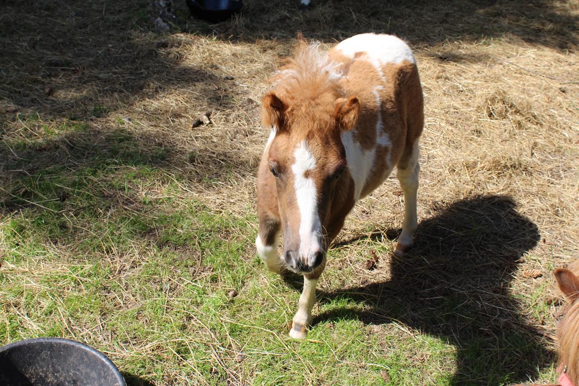Shetlænder Indian Princess (Indi) - 9-8-2020 billede 6