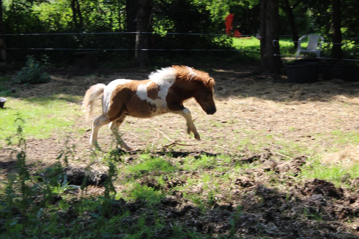 Shetlænder Indian Princess (Indi) - 9-8-2020 billede 7