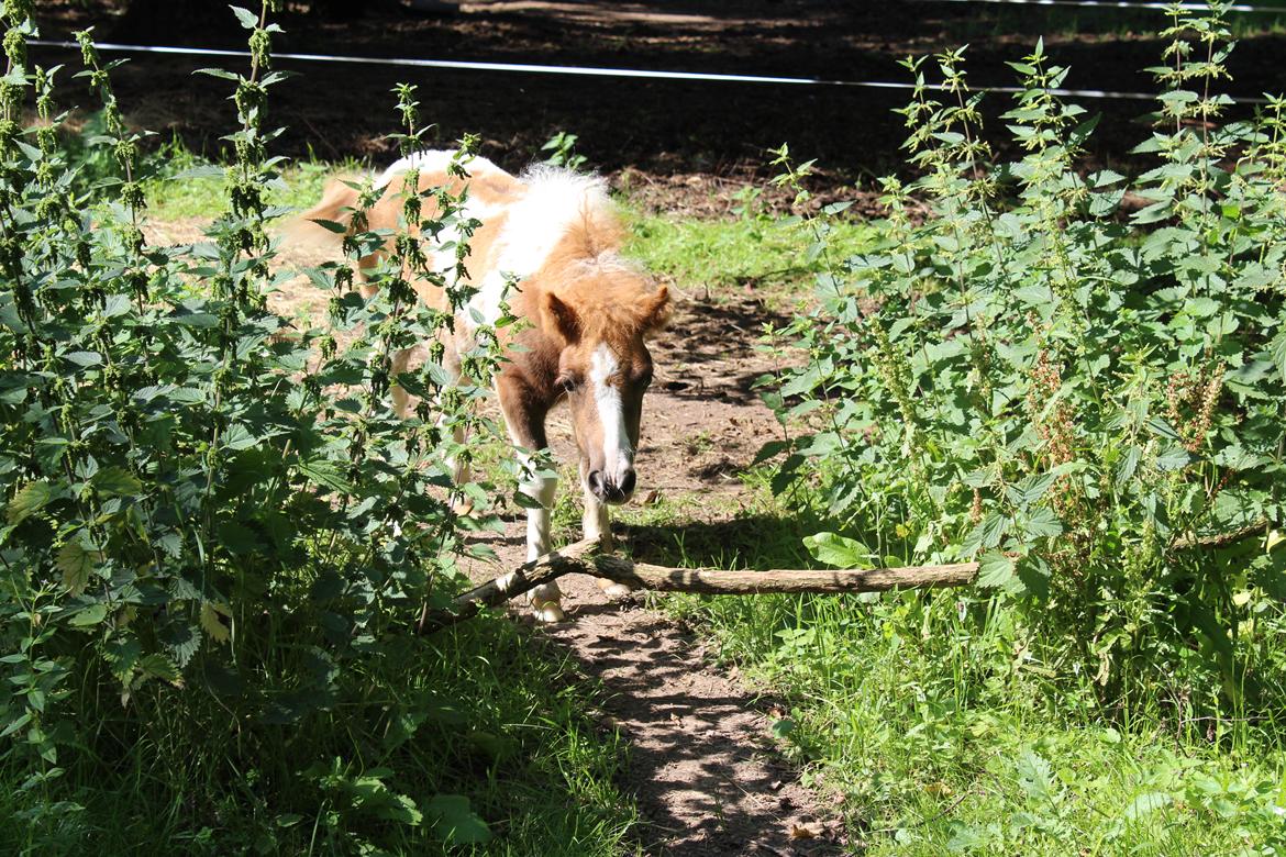 Shetlænder Indian Princess (Indi) - 9-8-2020 billede 8