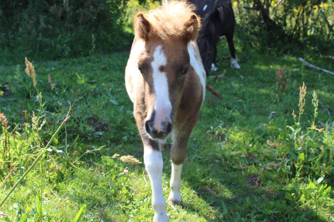 Shetlænder Indian Princess (Indi) - 8-8-2020 billede 9