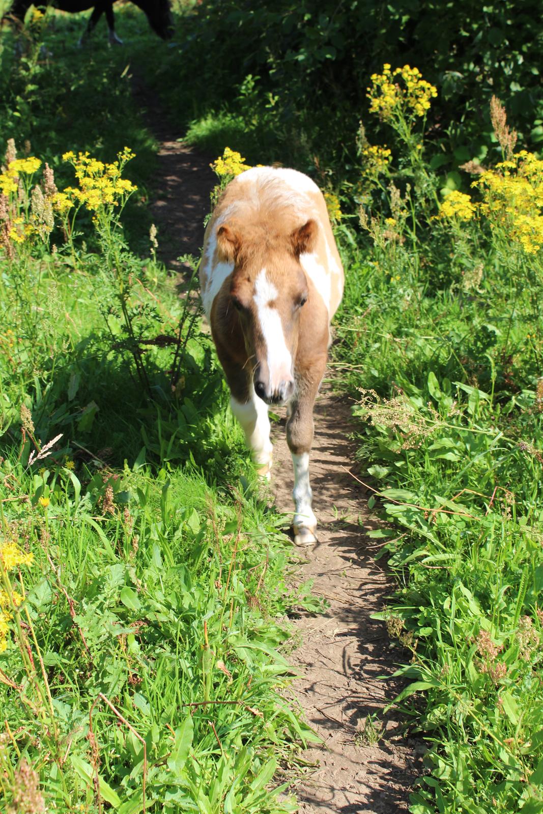Shetlænder Indian Princess (Indi) - 8-8-2020 billede 10