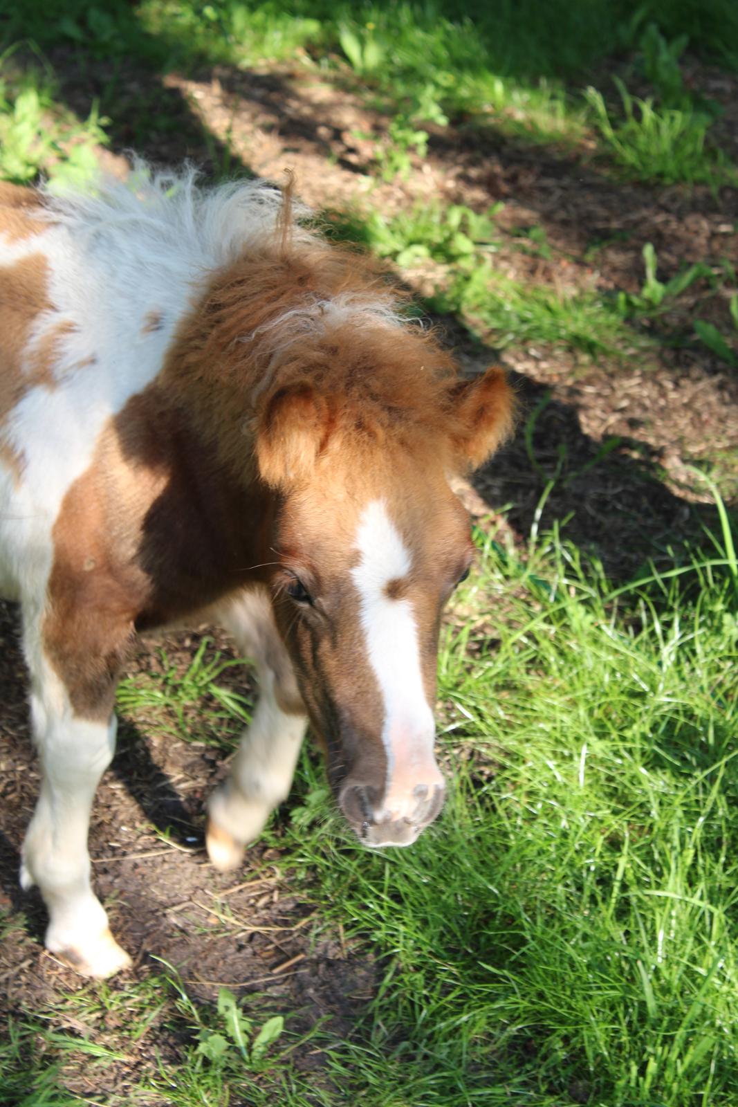 Shetlænder Indian Princess (Indi) - 8-8-2020 billede 11
