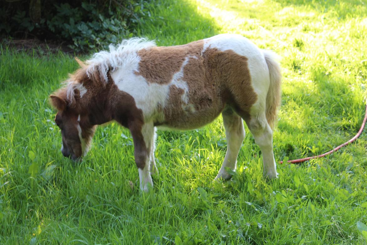 Shetlænder Indian Princess (Indi) - 8-8-2020 billede 12