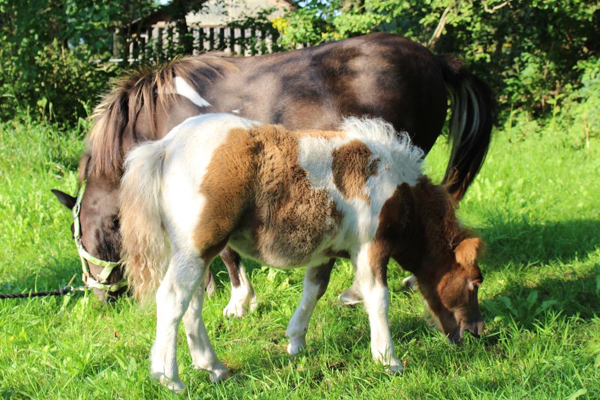 Shetlænder Indian Princess (Indi) - 8-8-2020. Fotoshoot med mor billede 13