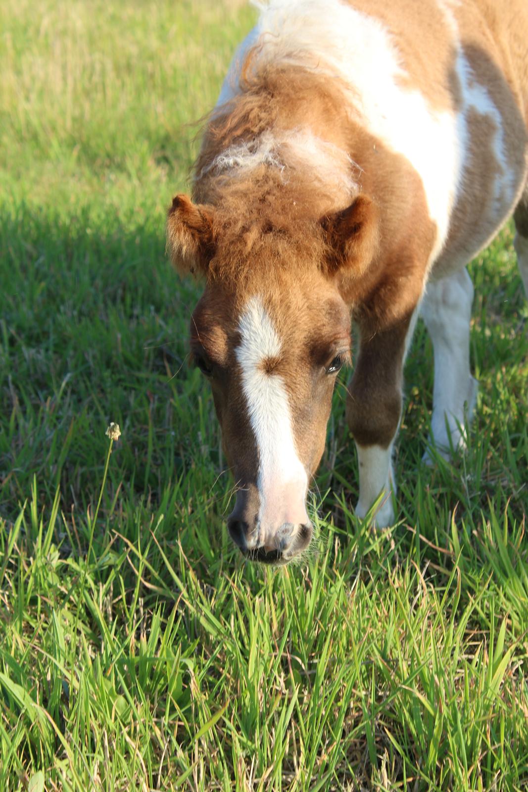 Shetlænder Indian Princess (Indi) - 8-8-2020. Fotoshoot med mor billede 2