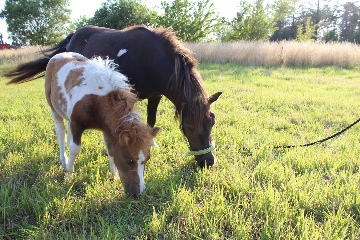 Shetlænder Indian Princess (Indi) - 8-8-2020. Fotoshoot med mor billede 14
