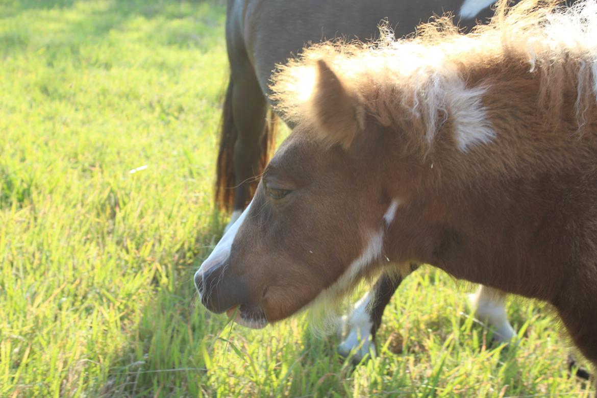 Shetlænder Indian Princess (Indi) - 8-8-2020. Fotoshoot med mor billede 15